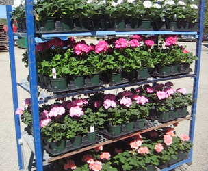 Geranium Plants from Clifford's where roses are our specialty