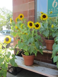 Potted Sunshine from Clifford's where roses are our specialty