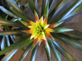 Our own Bromeliad from Clifford's where roses are our specialty