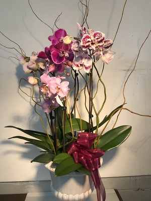 Orchid Garden from Clifford's where roses are our specialty