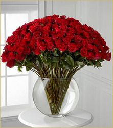 Luxury 100 Breathless Roses from Clifford's where roses are our specialty