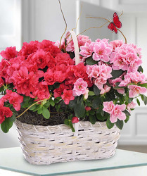 Azalea Basket from Clifford's where roses are our specialty