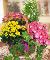 Blooming Garden Basket from Clifford's where roses are our specialty