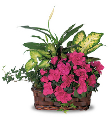 Basket of Love from Clifford's where roses are our specialty