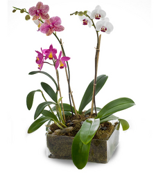 Dramatic Orchid Plants from Clifford's where roses are our specialty