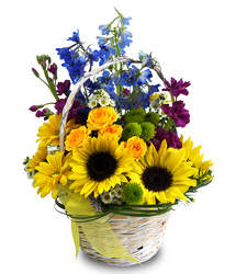 Ray of Sunshine from Clifford's where roses are our specialty