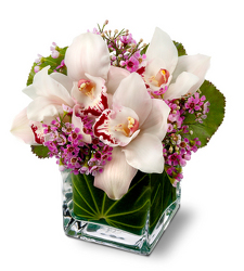 Orchids for Mom from Clifford's where roses are our specialty
