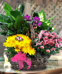 Mom's Garden from Clifford's where roses are our specialty