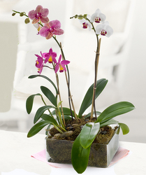 Dramatic Orchid  Plants from Clifford's where roses are our specialty
