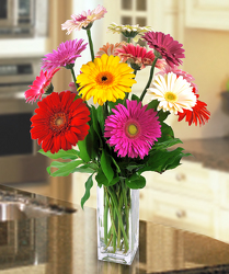 Delightful Daisies from Clifford's where roses are our specialty