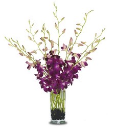 Simply Chic Orchids from Clifford's where roses are our specialty