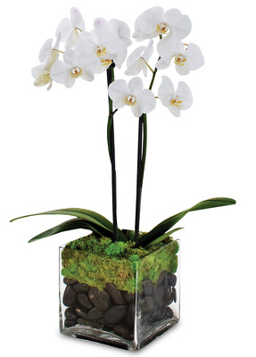 Twin Orchid Plant from Clifford's where roses are our specialty