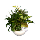 White Garden from Clifford's where roses are our specialty