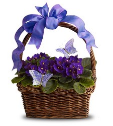 Very Violet from Clifford's where roses are our specialty