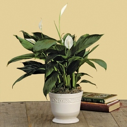 Peace Lilly from Clifford's where roses are our specialty
