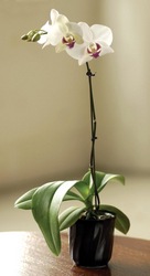 Potted Mini Orchid from Clifford's where roses are our specialty