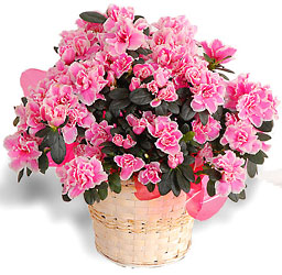Assorted Blooming Plants from Clifford's where roses are our specialty