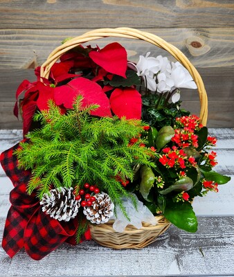 Christmas Garden Basket from Clifford's where roses are our specialty