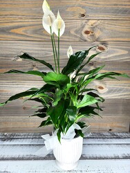 Comfort Planter from Clifford's where roses are our specialty