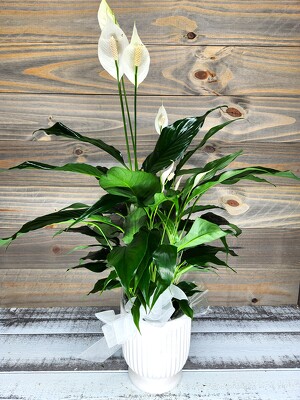 Comfort Planter from Clifford's where roses are our specialty