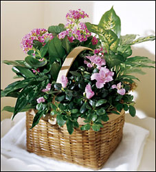 Pink Assortment Garden from Clifford's where roses are our specialty