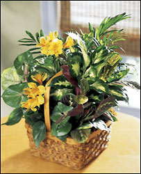 A Bit Of Sunshine Basket Garden from Clifford's where roses are our specialty