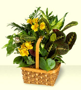 A Bit Of Sunshine Basket Garden from Clifford's where roses are our specialty