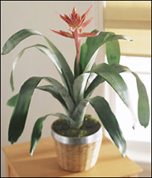 FTD Bromeliad from Clifford's where roses are our specialty