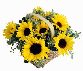 Sunflower Basket from Clifford's where roses are our specialty