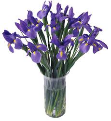FTD Blooming Iris from Clifford's where roses are our specialty