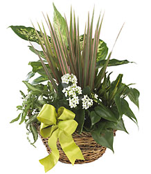 Village Square Planter from Clifford's where roses are our specialty