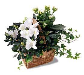 White Assortment Basket from Clifford's where roses are our specialty