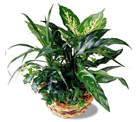 FTD Exotic Assortment from Clifford's where roses are our specialty