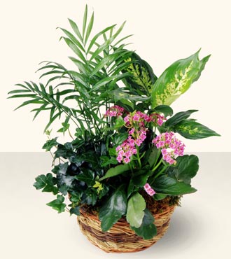 French Garden from Clifford's where roses are our specialty