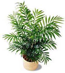 FTD Palm from Clifford's where roses are our specialty