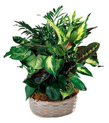 Woodland Greens Assortment from Clifford's where roses are our specialty
