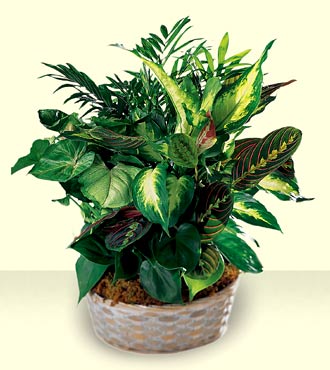 Woodland Greens Assortment from Clifford's where roses are our specialty