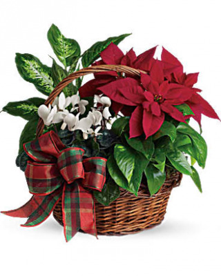 Holiday Dish Garden from Clifford's where roses are our specialty