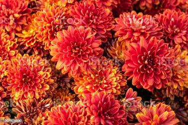 Designer's Choice Autumn from Clifford's where roses are our specialty