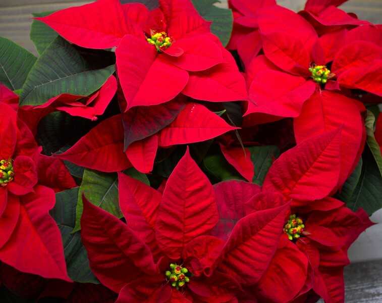 Poinsettia from Clifford's where roses are our specialty