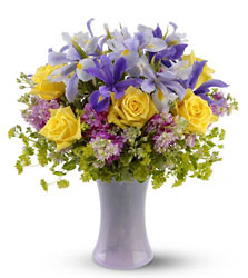 Lavender Sunshine from Clifford's where roses are our specialty