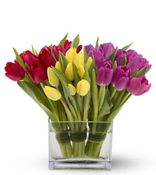 Tulips Together from Clifford's where roses are our specialty