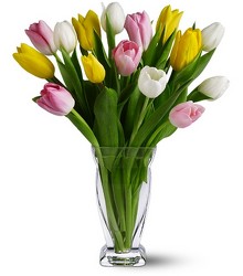 Simply Tulips from Clifford's where roses are our specialty