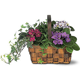 African Violet Baskets from Clifford's where roses are our specialty