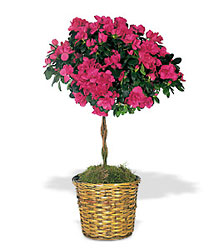 Azalea Topiary from Clifford's where roses are our specialty