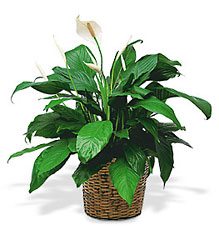  Spathiphyllum Plant from Clifford's where roses are our specialty