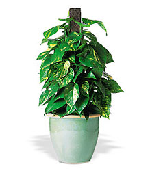 Vertical Pothos on Pole from Clifford's where roses are our specialty