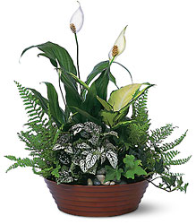 White Garden from Clifford's where roses are our specialty