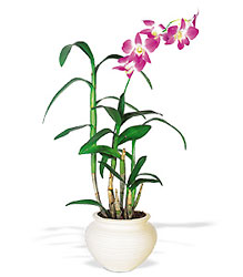 Dendrobium Orchid from Clifford's where roses are our specialty