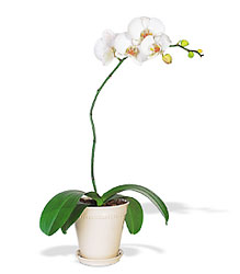 White Phalaenopsis Orchid from Clifford's where roses are our specialty